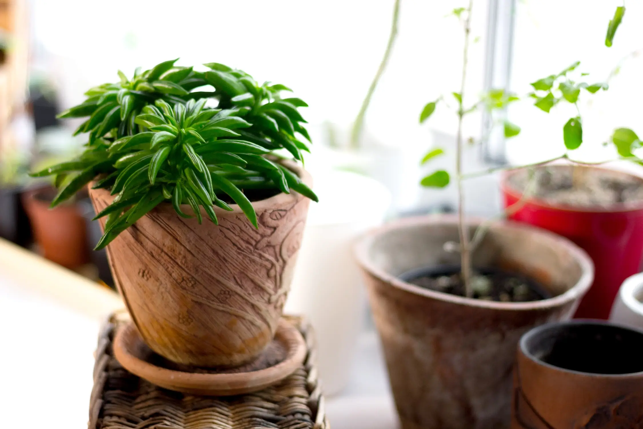 Happy Bean Plant